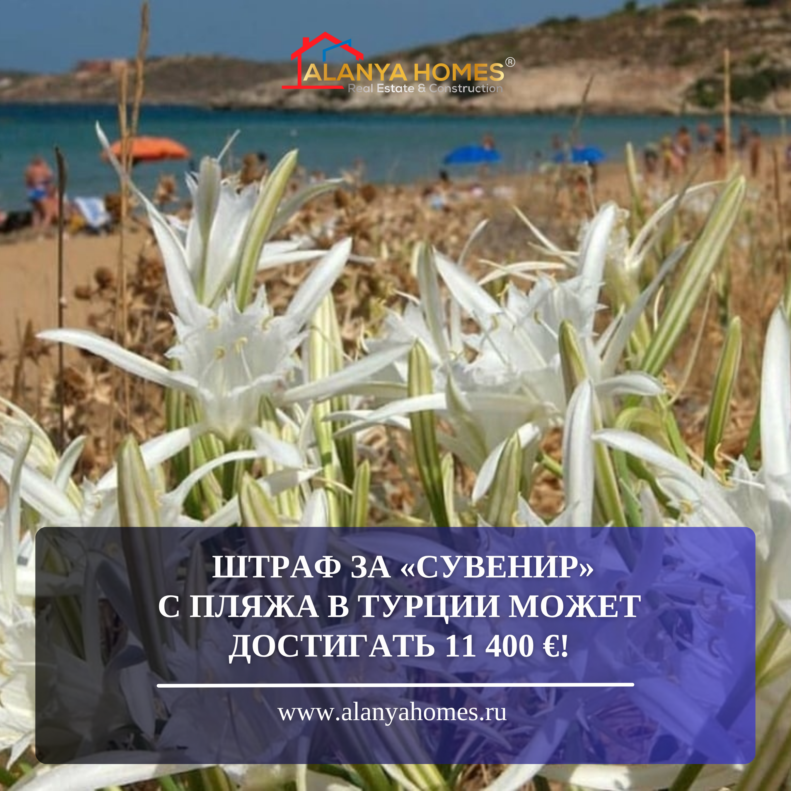 Gazipaşa bölgesinde en katı yasak altında narin bir Kum zambağı olduğu ortaya çıktı.